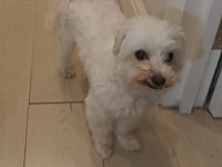 Dog Stopper Dog Gate Pet Barrier For Stairs